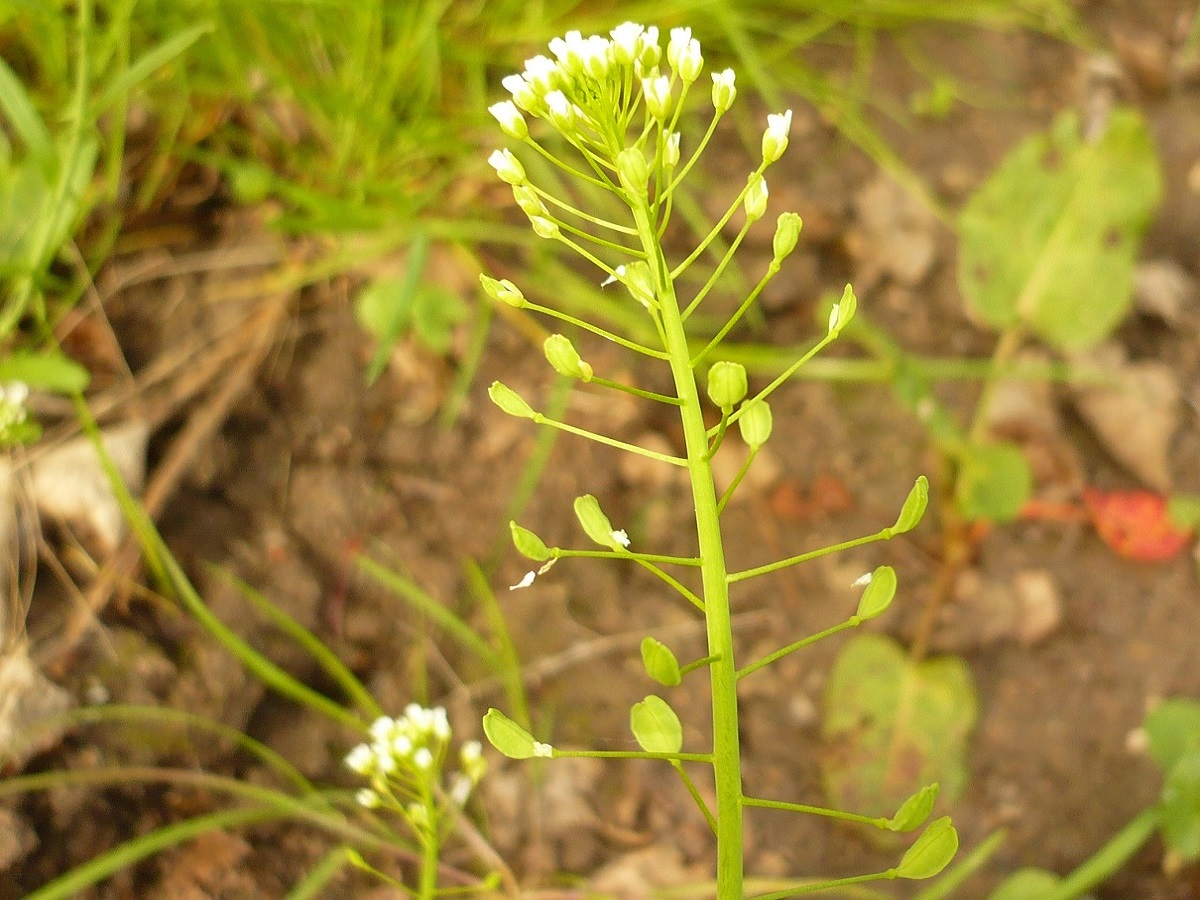 Thlaspi alliaceum (Brassicaceae)